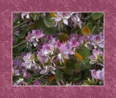 frova for migraine image drugs images frova for migraine image drugs images